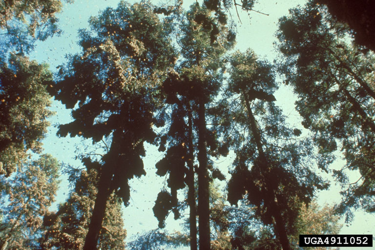 Fir trees are covered in Monarch butterflies. From the distance in the photo, these look like large, dark masses on the branches of the trees.