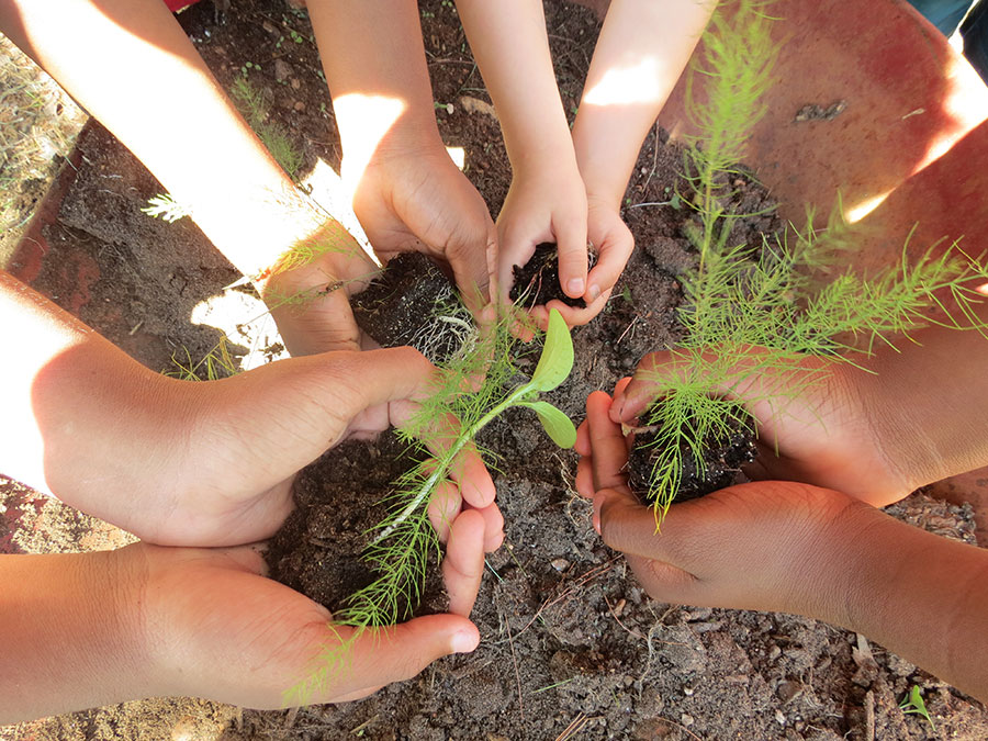 Seen from above, outstretched hands form a circle while holding handfuls of soil and green plants.