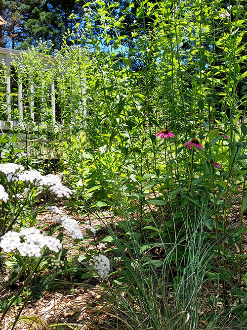 A photo of wildflowers and other native plants in a landscape.