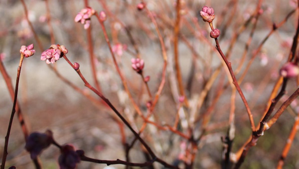 A spray of red shoots dotted with pink flowering buds