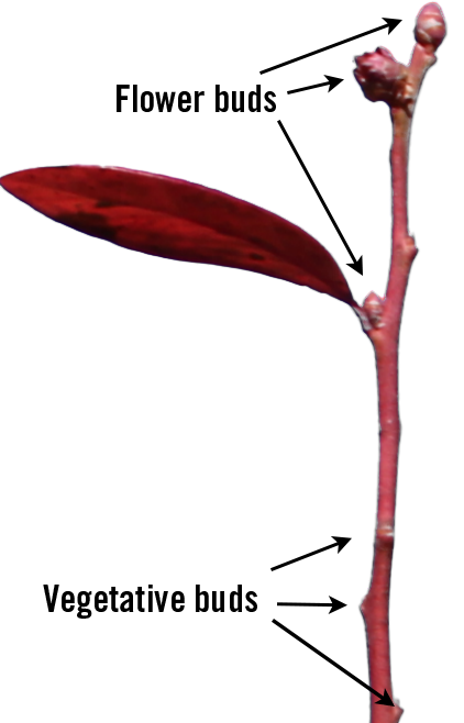 A red shoot from a blueberry bush populated with flowering and vegetative buds