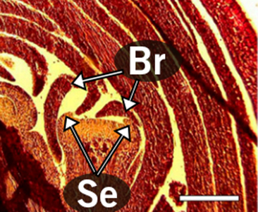 A micrograph illustrating the bracts and sepals as they develop.