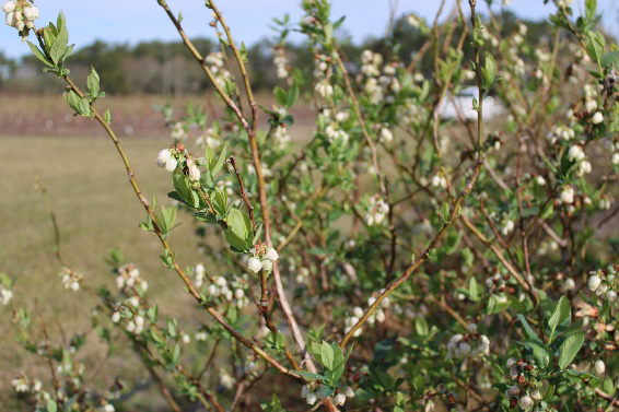 A green-leafed blueberry bush displaying vegetative buds