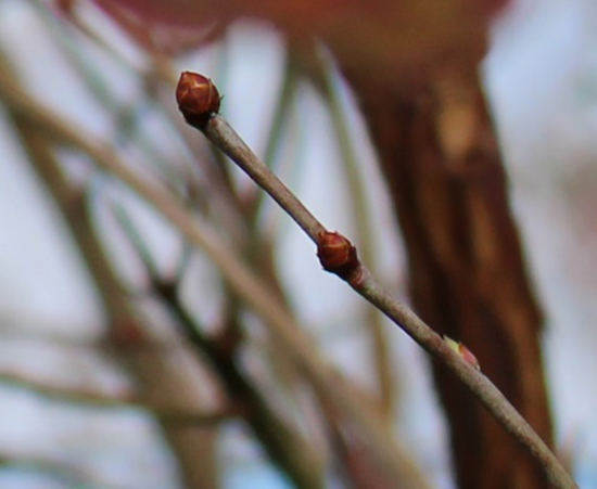 A photo of flowering buds swelling on a blueberry shoot