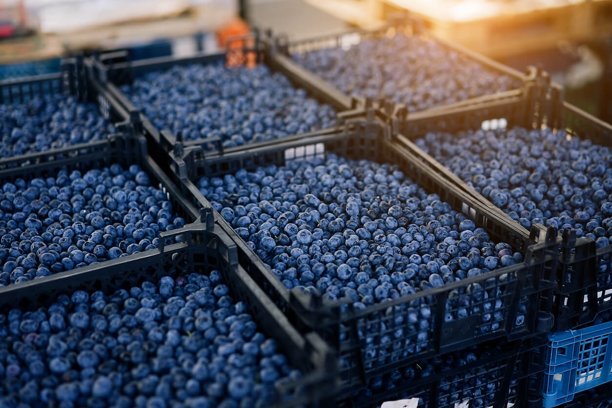 Boxes of fresh blueberries being prepped for sale