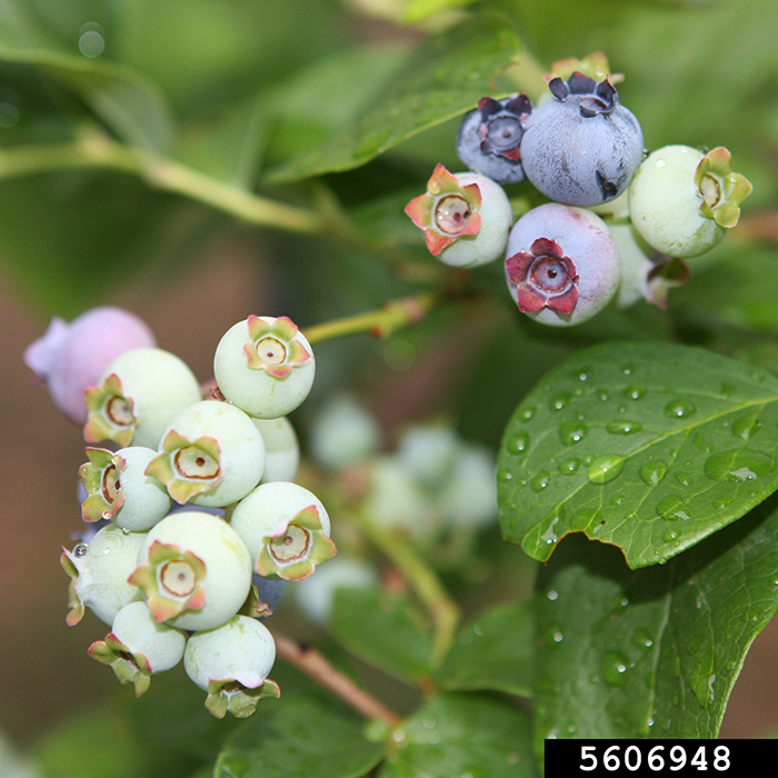 a collection of blueberries exhibiting color variations from light green to dark blue