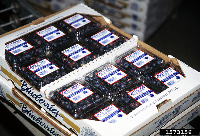 blueberries in plastic clamshell packaging are arranged inside a cardboard bin