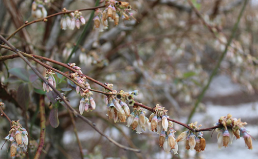 a photo of a blueberry bush with flower damage