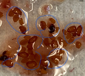 a photo of a set of developed blueberry seeds with dark color