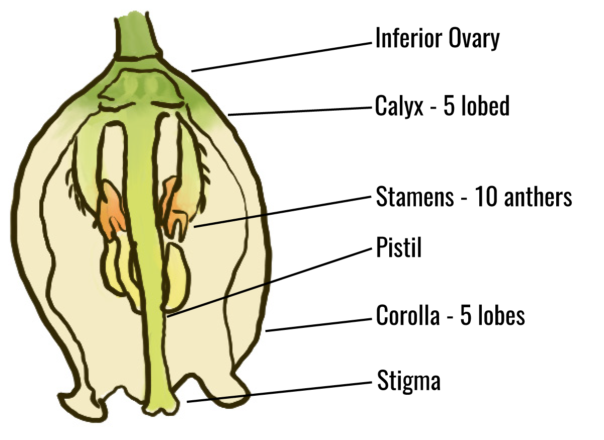 a photo of a blueberry flower with parts labeled