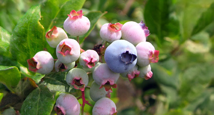 a photo of a bunch of blueberries, one is ripe.