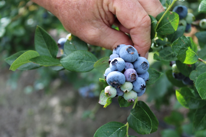 a photo of a blueberry cluster where berries have ripened in different stages