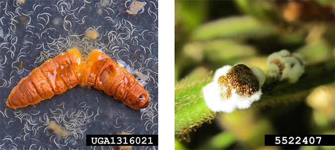 On the left, a brown-colored larva is split in half and surrounded by hundreds of small crescent-shaped white nematodes. On the right, a kudzu big is nearly covered by a white fungus.