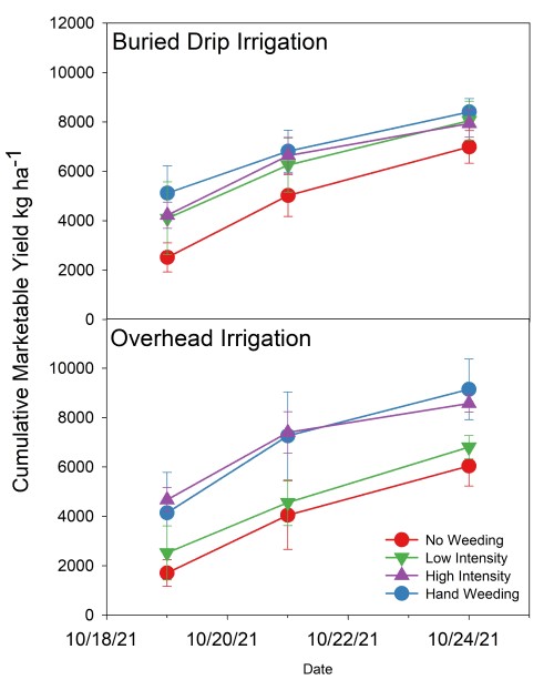 Charts compare yields from broccoli fields with different irrigation and cultivation methods. Yields were similar for fields with either irrigation type and some cultivation, while they were lowest in fields with no weeding.