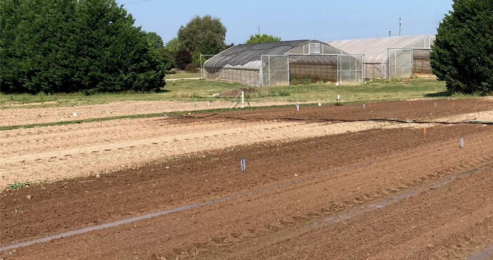 A field with two watering techniques being implemented side by side. The SSDI sections appear dry on the surface except for dark circles of surface wetting.