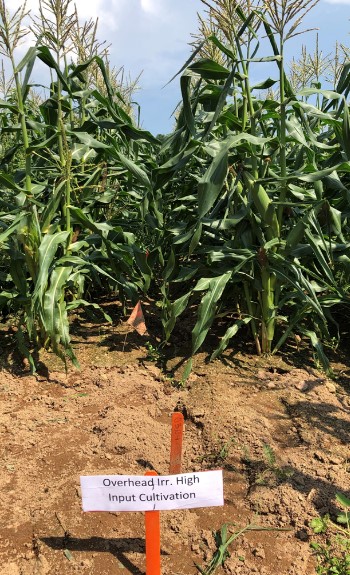 Image of crops subjected to overhead high-input cultivation