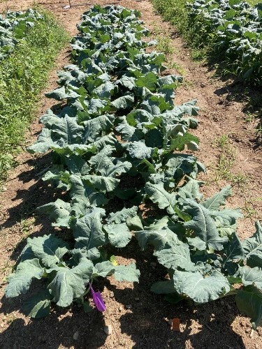 Photo of a row of plants almost no weeds
