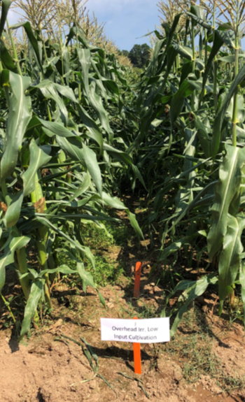 Image of crops subjected to overhead low-input cultivation