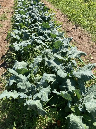 Photo of a row of plants with some weeds