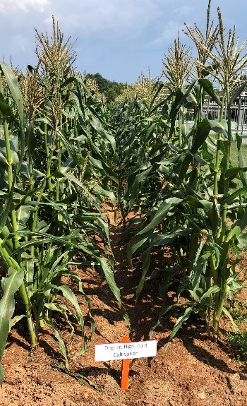 Image of crops subjected to ssdi high-input cultivation