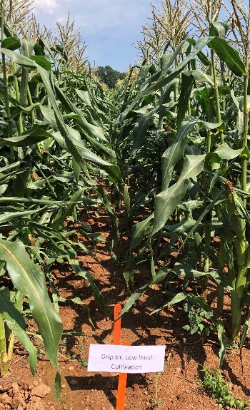Image of crops subjected to ssdi low-input cultivation