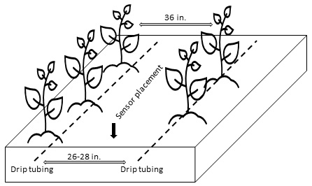 A diagram depicting two rows of plants with thirty-six inches of space separating them. Drip tubes have twenty-six to twenty-eight inches of space between each other and run along the interior side of each row.