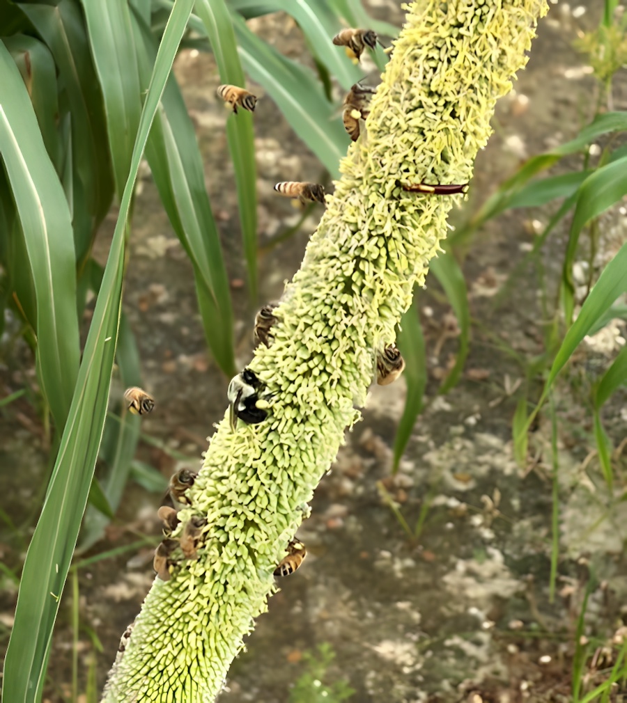 A close-up of bees on pearl millet