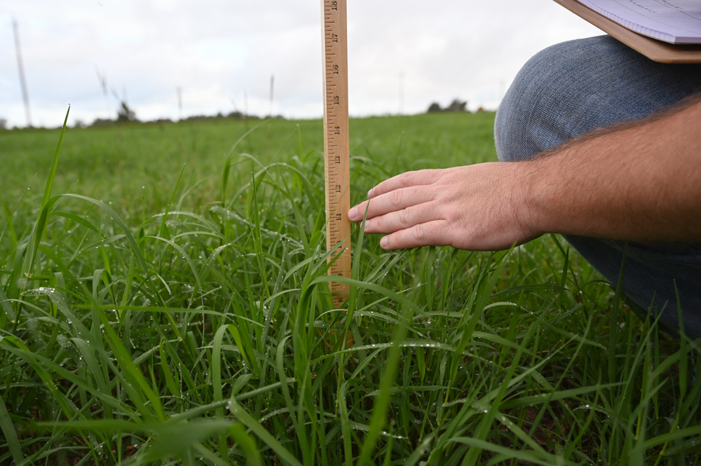 A hand is shown marking the grazing stick with the average height of the forage in the measurement area.
