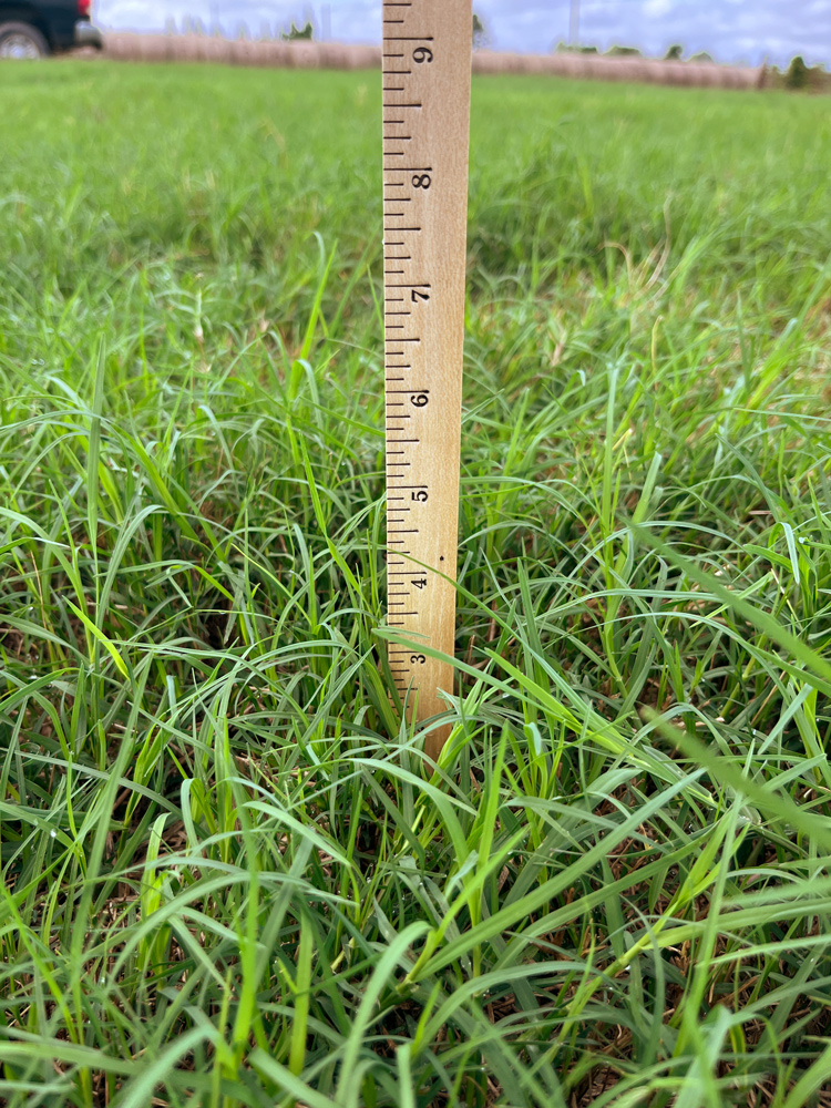 This grazing stick is made of wood and resembles a ruler or yardstick.