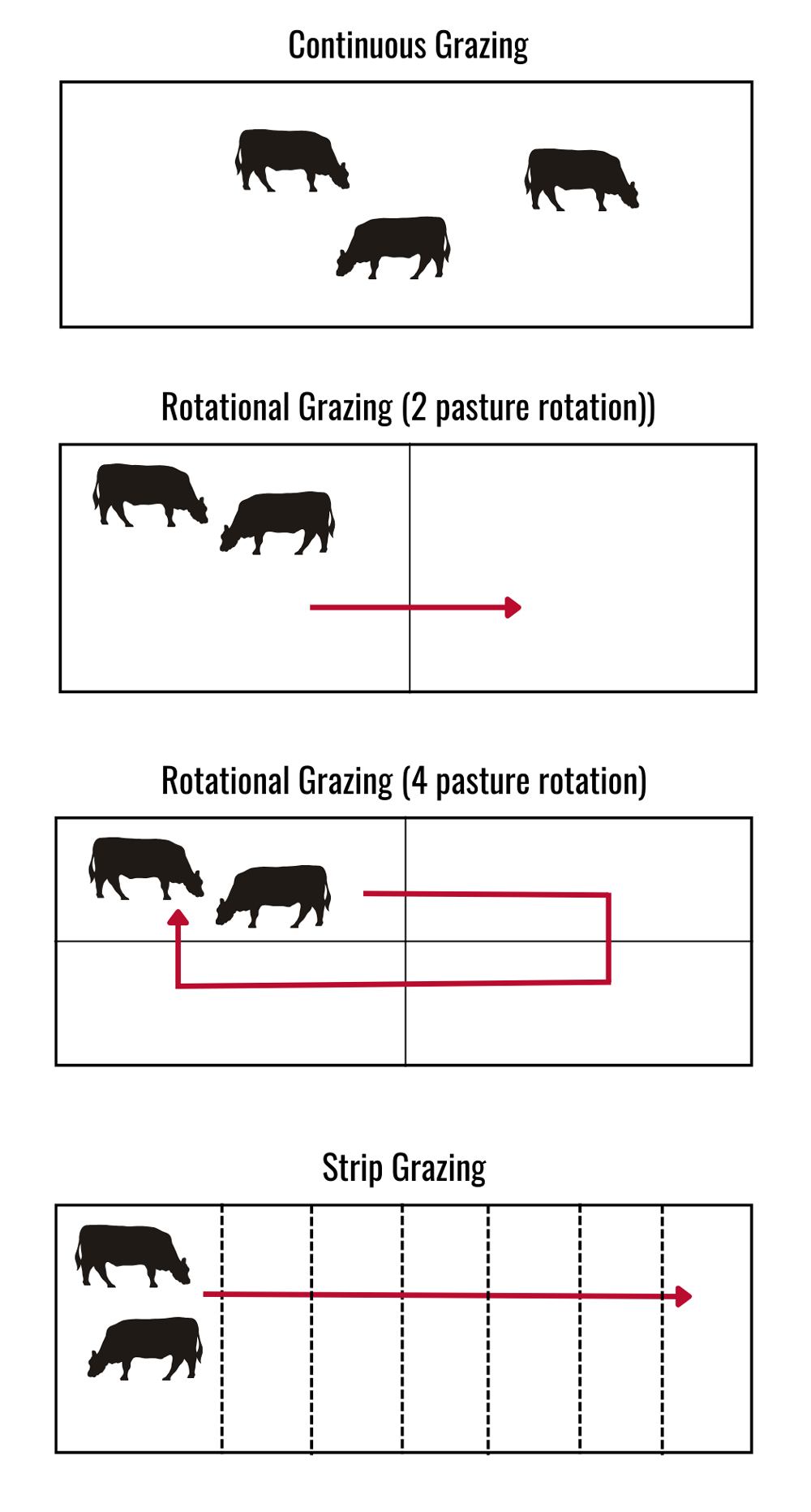 Four types of pasture management are shown; the first shows the cows spread across a whole pasture; the second shows cows on one-half the available pasture; the third shows the pasture divided into quarters and the cows on one section, and the last shows many divisions for strip grazing, with the cows starting all the way to the left and proceeding right through the pasture in narrow areas.