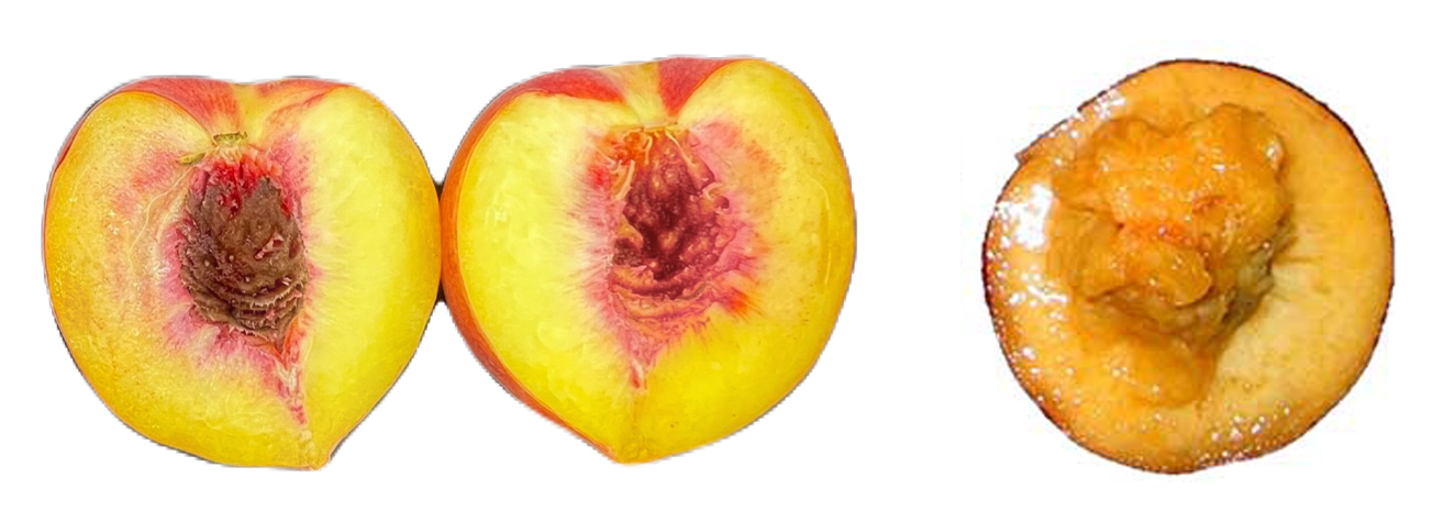 A freestone melting-flesh peach is shown on the left with the pit separated neatly from half of the peach. On the right is a melting flesh clingstone peach, with soft, juicy flesh and a pit covered in peach pulp.