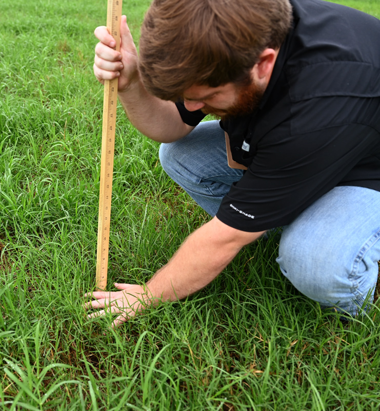 A man crushes the forage near the grazing stick so that the average natural height of the forage cannot be determined.