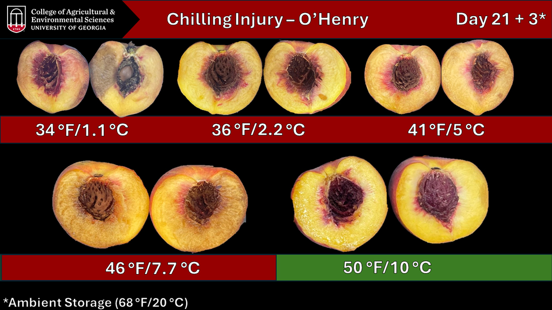 Peaches subjected to different temperatures and exhibiting signs of chilling injury show that the peaches stored 21 days between 34 and 46 degrees appear browned or bruised inside, with an undesireable flesh texture. The peaches stored at 50 degrees appear more normal in color and texture.