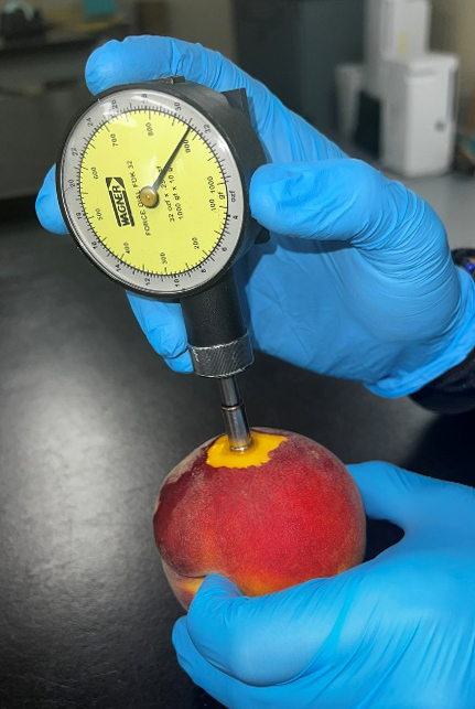 A gloved hand inserts the penetrometer into the peach to take a measurement.