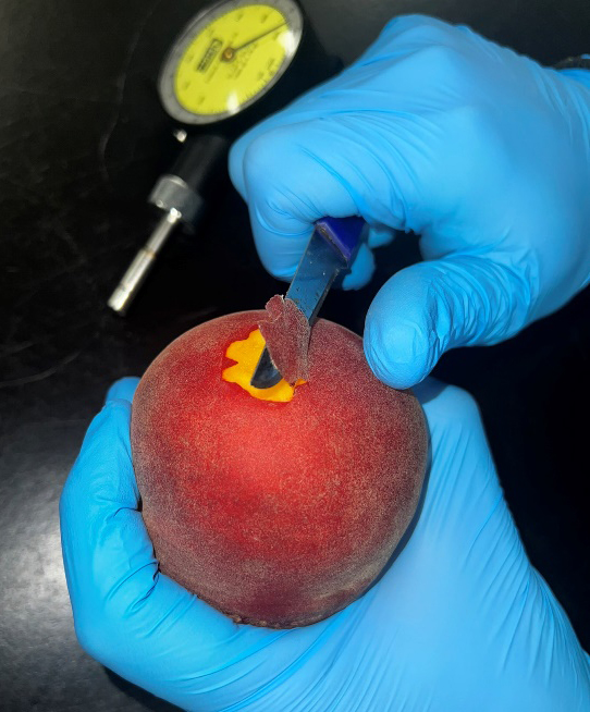 A gloved hand peels back the skin on the top of a peach to prepare it for a penetrometer measurement.