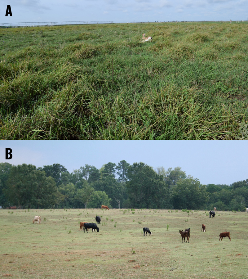 The top photo shows an undergrazed pasture, which is tall and overgrown with less desireable forage species. The bottom image shows an overgrazed pasture with patches of bare ground and pale forage.
