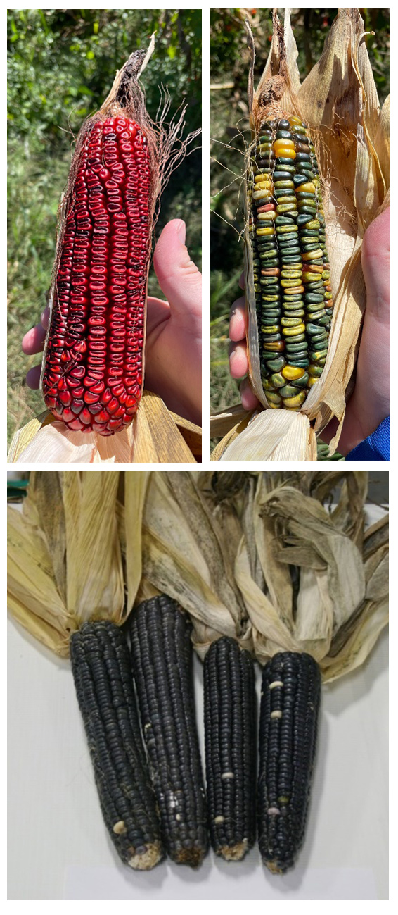 A bright red ear of corn on the top left is contrasted with a multicolor green corn on the right and a black-blue corn on the bottom.