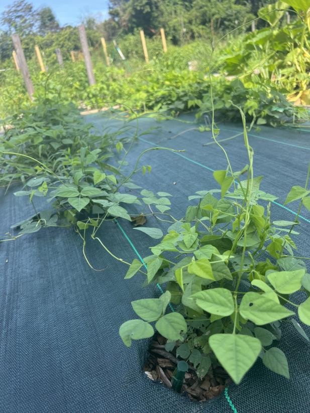 Bean plants grow in a bed covered in black plastic