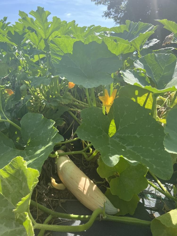 A long yellow squash lies on the ground under its wide green leaves.