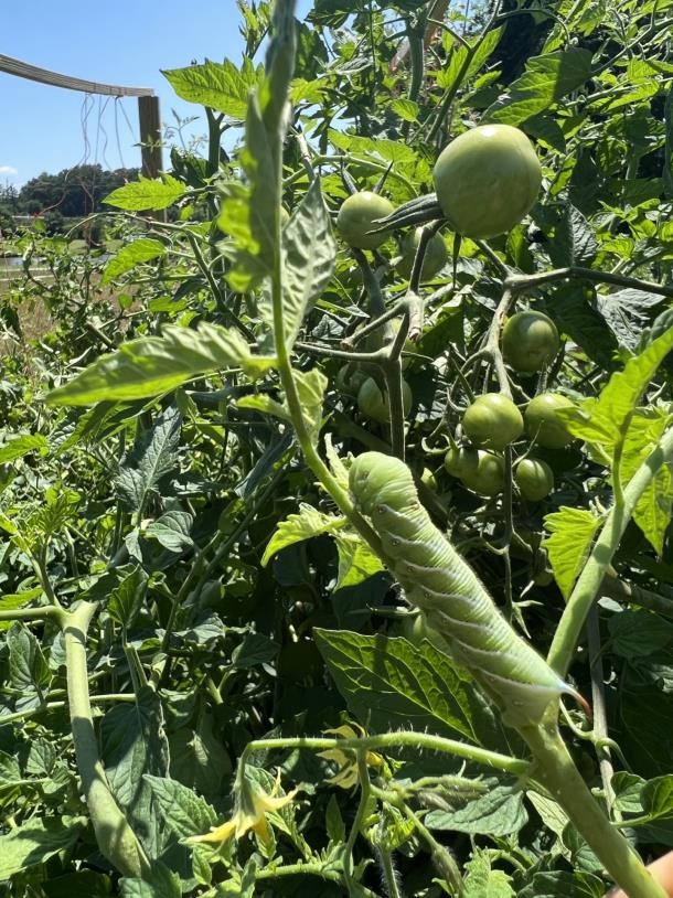A green tomato hornworm is munching on a healthy tomato plant. Lots of round green tomatoes hang from the plant.