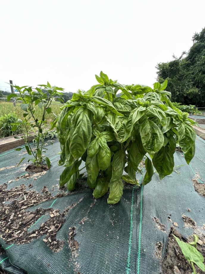 A close-up of a clump of basil growing in a bed covered in black plastic