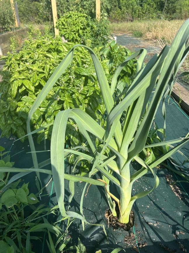 A giant leek grows in a garden bed covered in black plastic.