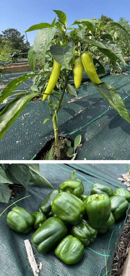 A healthy banana pepper plant with many peppers is shown on top, with a pile of green bell peppers in the image below.
