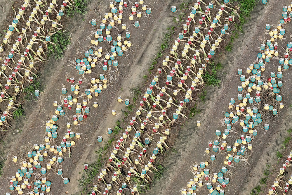 The image shows rows of harvested onion plants with several numbered markers and color-coded labels for agricultural measurement purposes.