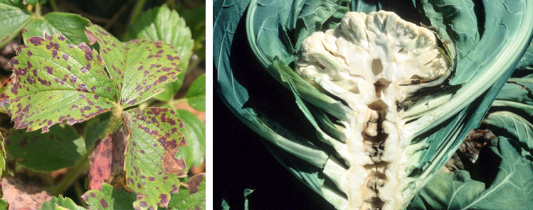 On the left, a strawberry leaf is covered in brown spots and on the right, a head of cauliflower is cut in half to reveal a brown, rotten center