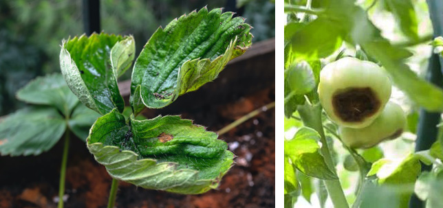 On the left, a strawberry leaf is curled or cupped and shows some brown spots; on the right, blossom-end rot on a tomato shows as a large brown rotten area at the base of the tomato.