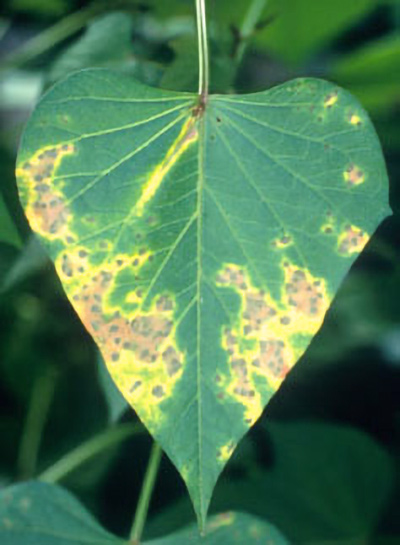 A triangular shaped leaf shows brown spots across the surface, which are surrounded by yellowed tissue while the rest of the leaf remains green.