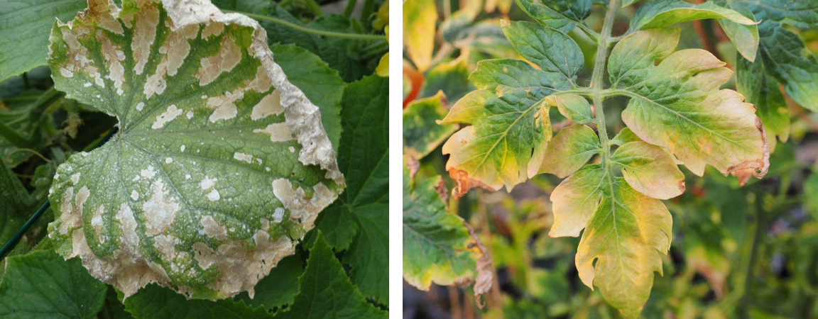 Fertilizer burn has caused the leaf on the left to die back around the edges, curling in on itself, and the leaf on the right to turn yellow on the edges with several brown areas of dead tissue.