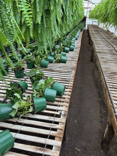 potted plants are laying on their sides on a wooden table