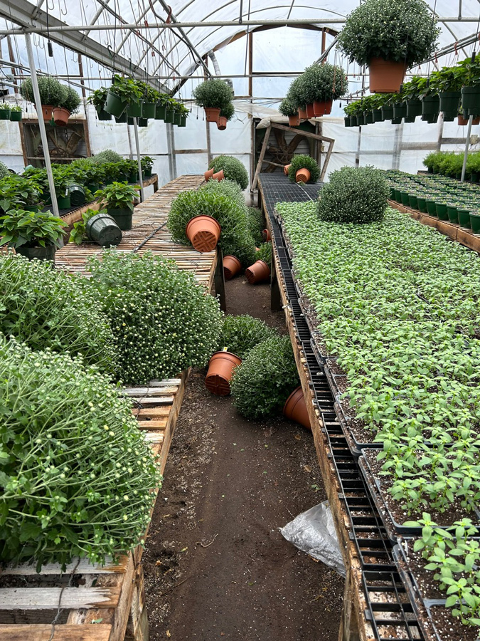 inside a greenhouse, large potted mums have fallen over and onto the ground, and some structures toward the back of the greenhouse are broken and leaning sideways